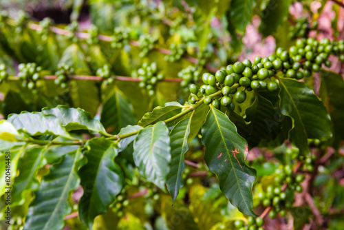 the photo of coffee plant with full of raw coffee berries