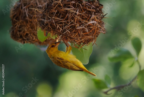 Ploceus subaureus, Yellow-bellied Weaver nesting, Zanzibar near Jambiani photo