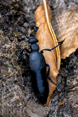 Meloe proscarabaeus - a species of beetle from the oleicaceae family. Adult insects feed on plants, while the larvae are first ectoparasites and then nest parasites of wild bees. Gdansk, Poland photo