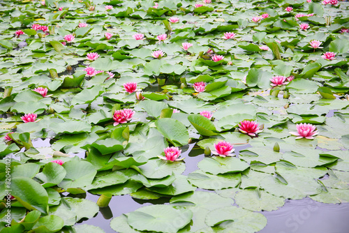 botanical background of water lilies in bloom