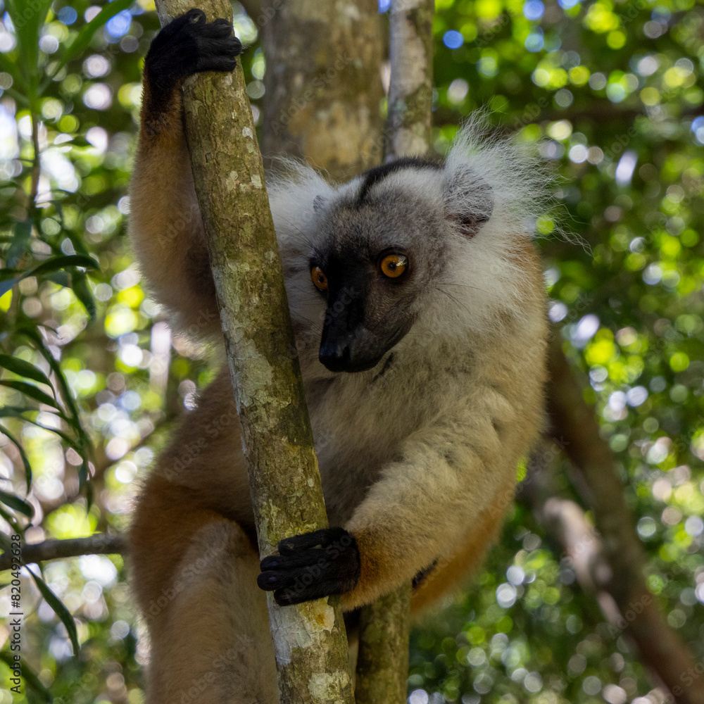 Obraz premium Ein Mohrenmaki in der Frontale an einem Ast kletternd in Augenhöhe