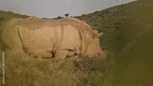 White rhinoceros female walking through bushes in the wilderness of Southern Africa photo