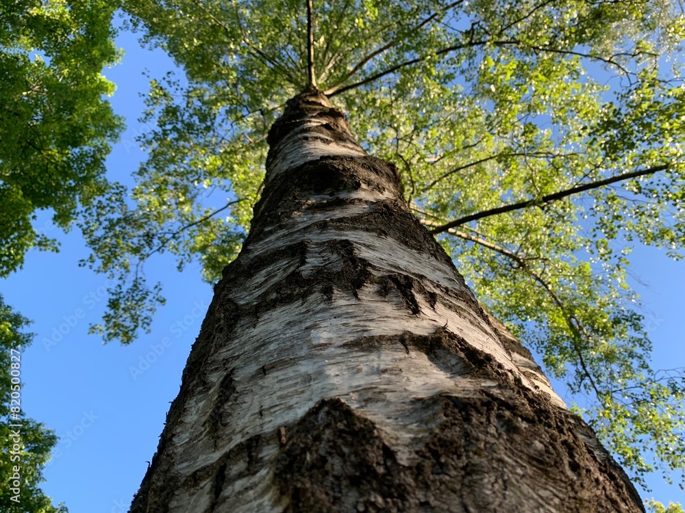 Fototapeta premium trunk of a tree