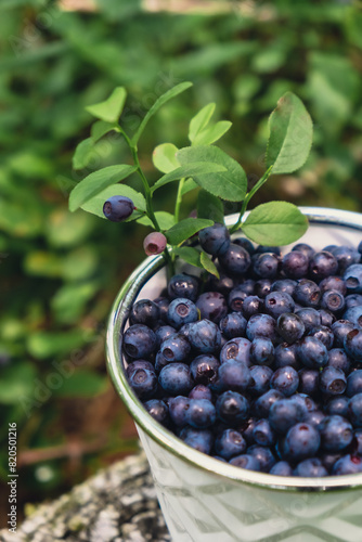 Close-up of Blueberries in white bucket in the forest with green leaves. Country life gardening eco friendly living Harvested berries, process of collecting, harvesting berries into glass jar in the