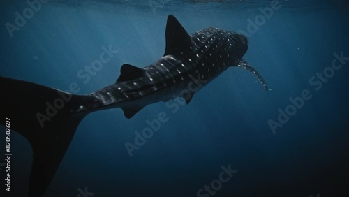 Dark backlit rear view of whale shark swimming with reflection on water surface photo