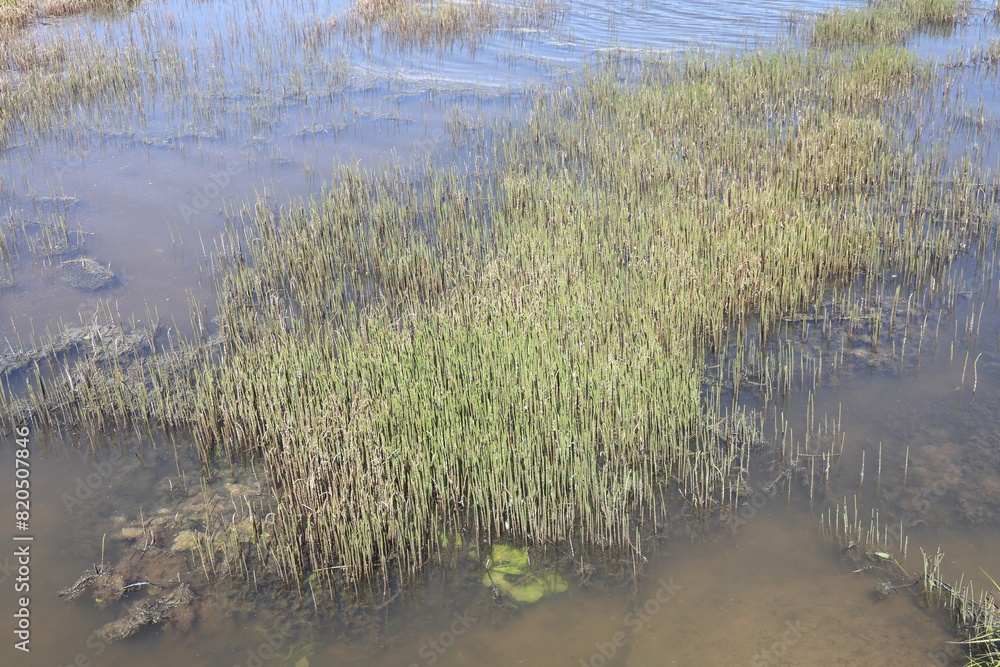 Fototapeta premium thickets of grass on a pond pond in shallow water near the shore in the countryside in May in the Moscow region, 2024 2