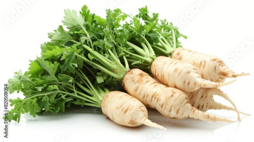 Fresh organic parsley root vegetable, a biennial plant of the carrot family photo