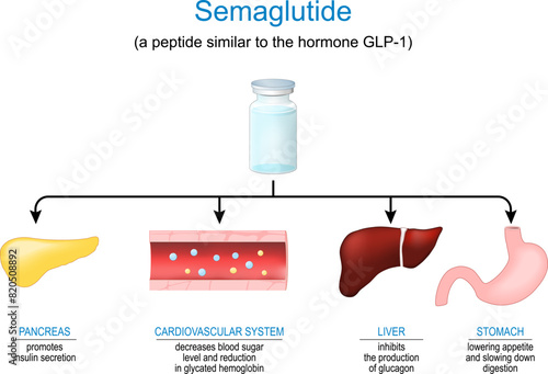 Semaglutide. Peptide hormone. Mechanism of action