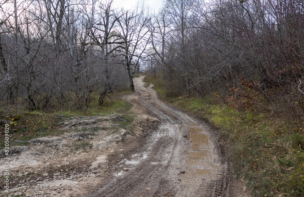 dirt road leading to the forest, autumn motif and the state of nature dirt road leading to the forest, autumn motif and the state of nature
