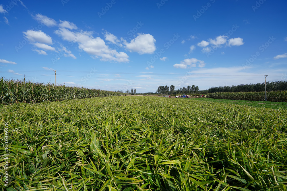 Ginger and peanuts under the blue sky and white clouds are growing vigorously in North China Ginger and peanuts under the blue sky and white clouds are growing vigorously in North China