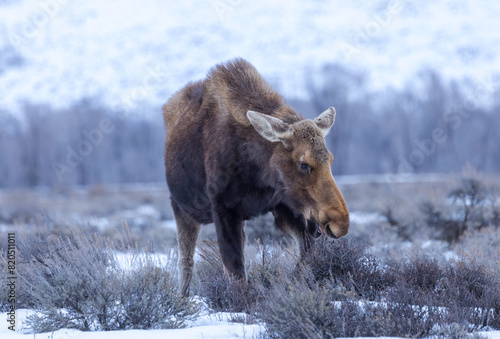 moose in snow photo