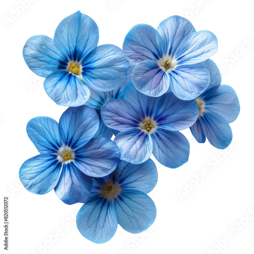 Macro shot of vibrant blue flowers with delicate petals and detailed veins transparent background, PNG