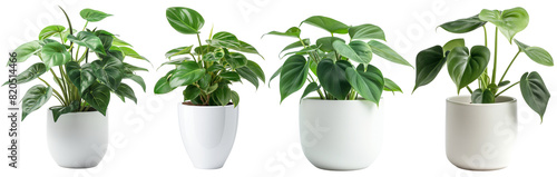 Decorative modern white pot with philodendron plant isolated on transparent background photo