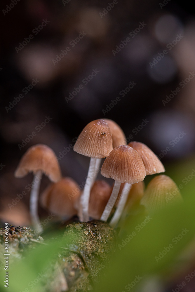 close up of Mushrooms on the tree close up of Mushrooms on the tree