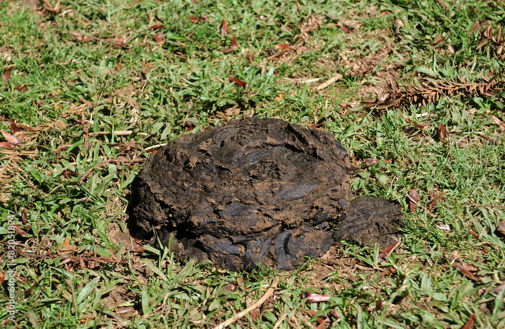 Obraz premium Cow manure on farm pasture in the city of Nova Friburgo in the state of Rio de Janeiro.