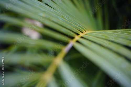 close-up photo of green leaves