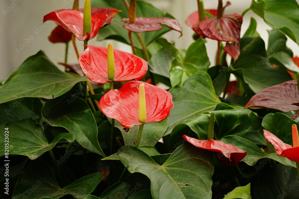 Close-up of Anthurium andraeanum flower Close-up of Anthurium andraeanum flower