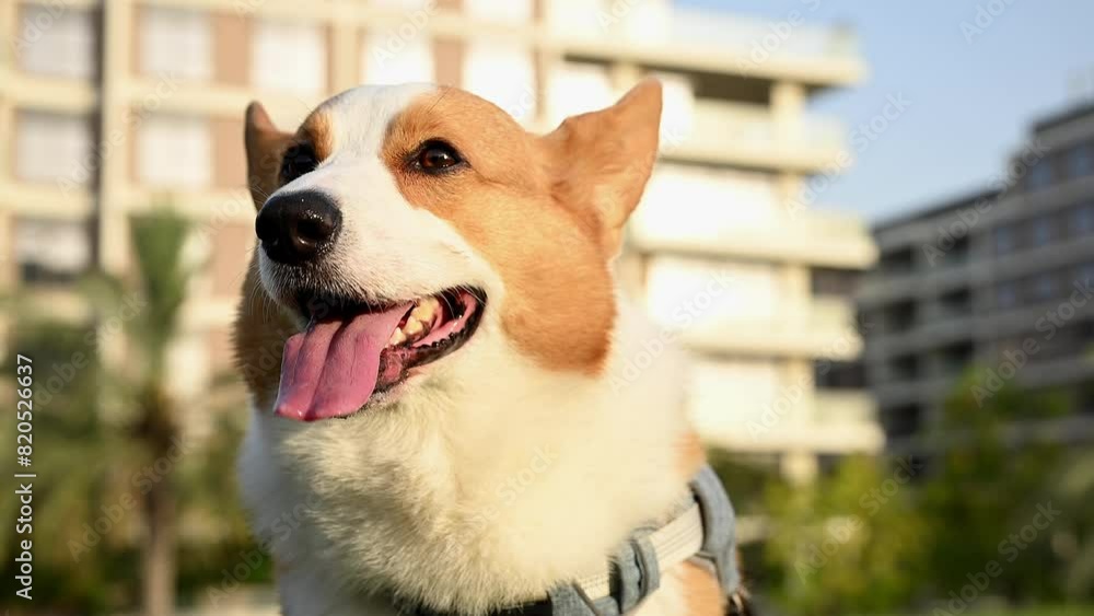 A close up of a Corgi dog at a green park with a building in the background during sunset