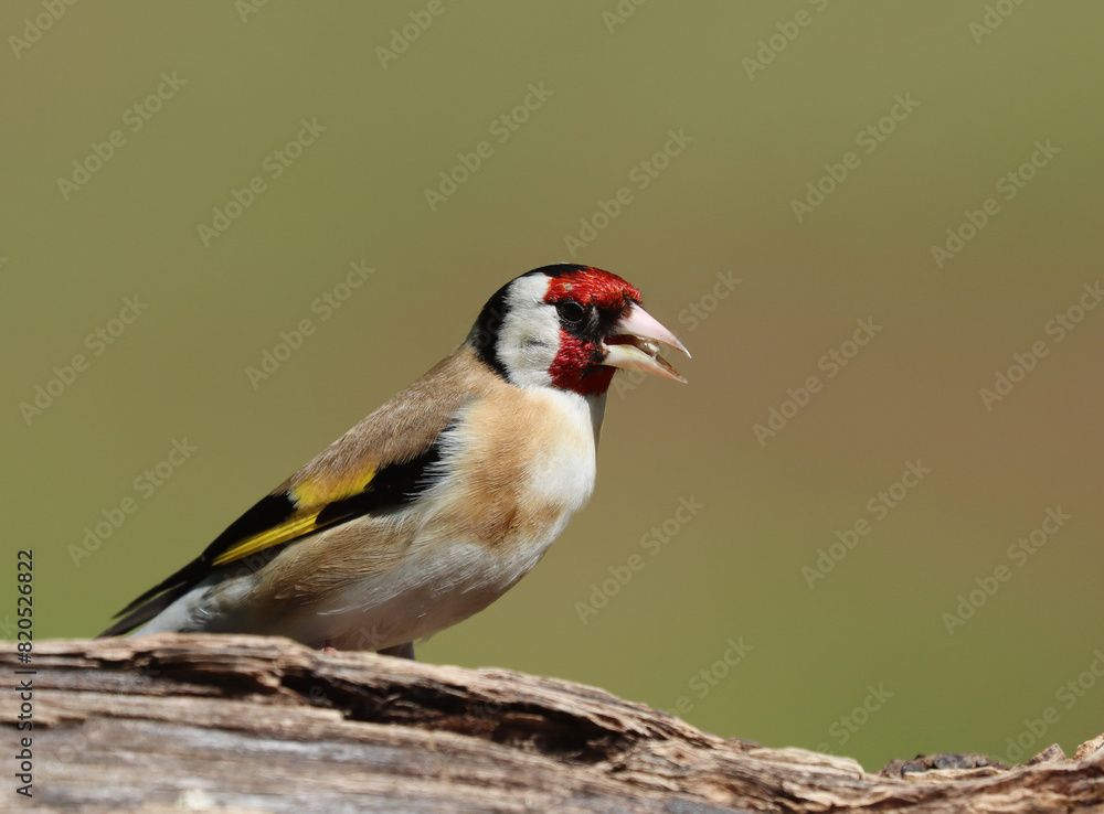 Fototapeta premium Goldfinch