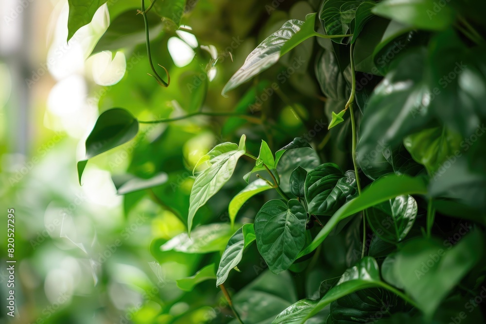 Lush green leaves cascading elegantly in an indoor garden setting, creating a vibrant and refreshing tropical ambiance. Lush green leaves cascading elegantly in an indoor garden setting, creating a vibrant and refreshing tropical ambiance.
