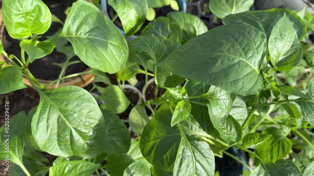 pepper seedlings for the greenhouse, pepper plant, vegetables in the garden pepper seedlings for the greenhouse, pepper plant, vegetables in the garden