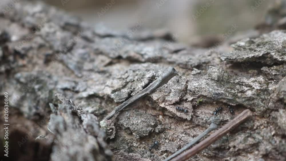 Black ants living in wood with a very nice and attractive background of wooden branches. live and lay eggs in dead wood branches Black ants living in wood with a very nice and attractive background of wooden branches. live and lay eggs in dead wood branches
