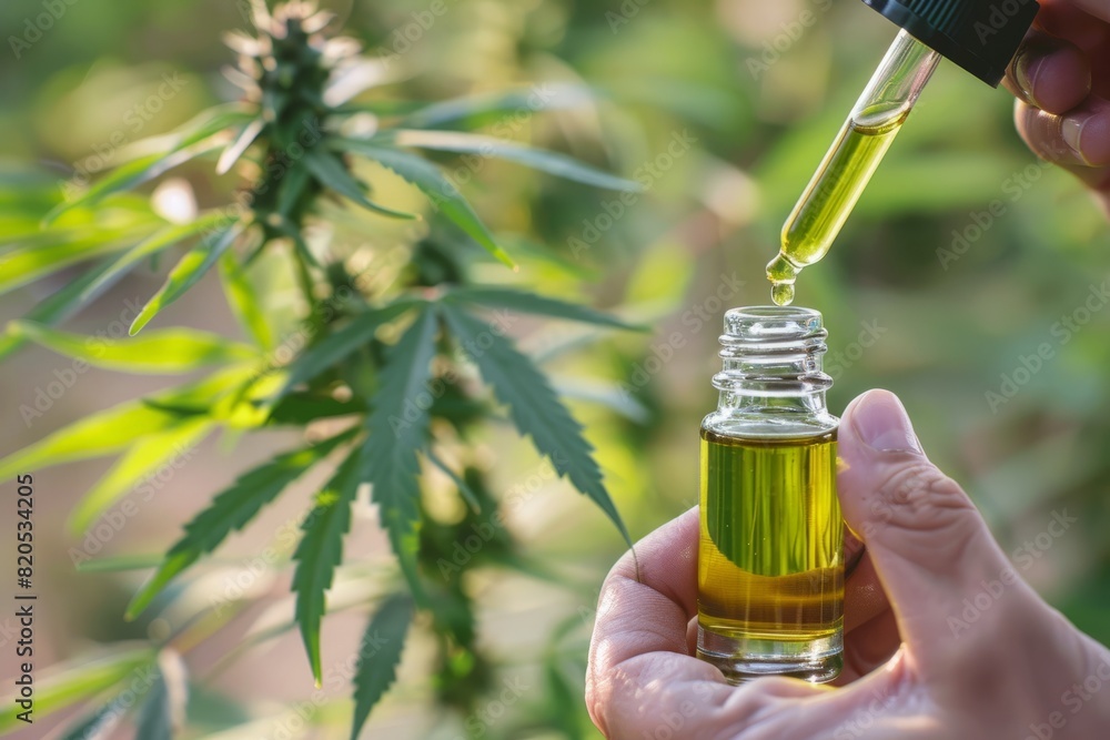 Hand holding dropper and bottle with CBD oil, cannabis plant in background Hand holding dropper and bottle with CBD oil, cannabis plant in background