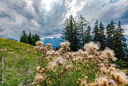 Landscape Scenery. Uncultivated Thistle Blossoms in foreground. Mountain Jenner, Route Mitterkaseralm. National park Berchtesgadener Land in Summer, Bavaria, Germany photo