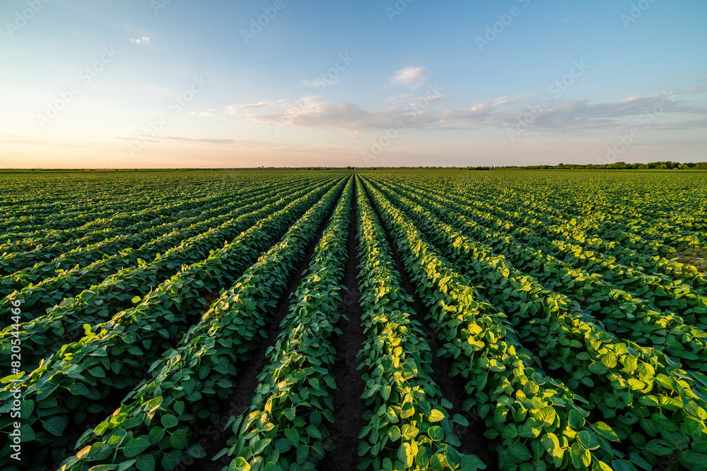 Golden sunlight bathes a vibrant soybean crop in organized rows at dusk