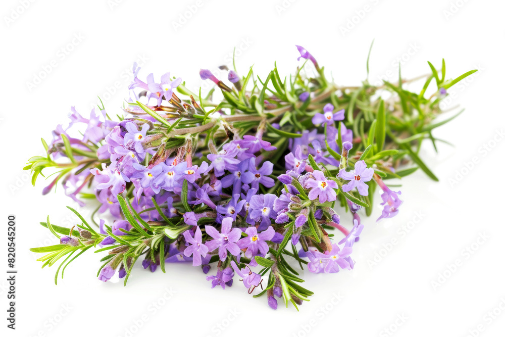 Aromatic green thyme with flowers isolated on white background. Fresh herbs concept. Aromatic green thyme with flowers isolated on white background. Fresh herbs concept.