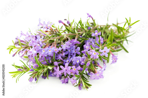 Aromatic green thyme with flowers isolated on white background. Fresh herbs concept.