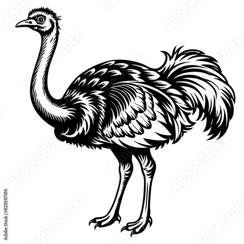 ostrich vector design 