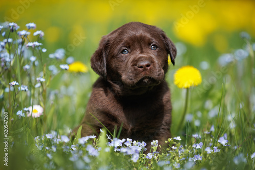 Fototapeta Naklejka Na Ścianę i Meble -  chocolate labrador retriever puppy sitting on a meadow with forget me not flowers and dandelions in summer