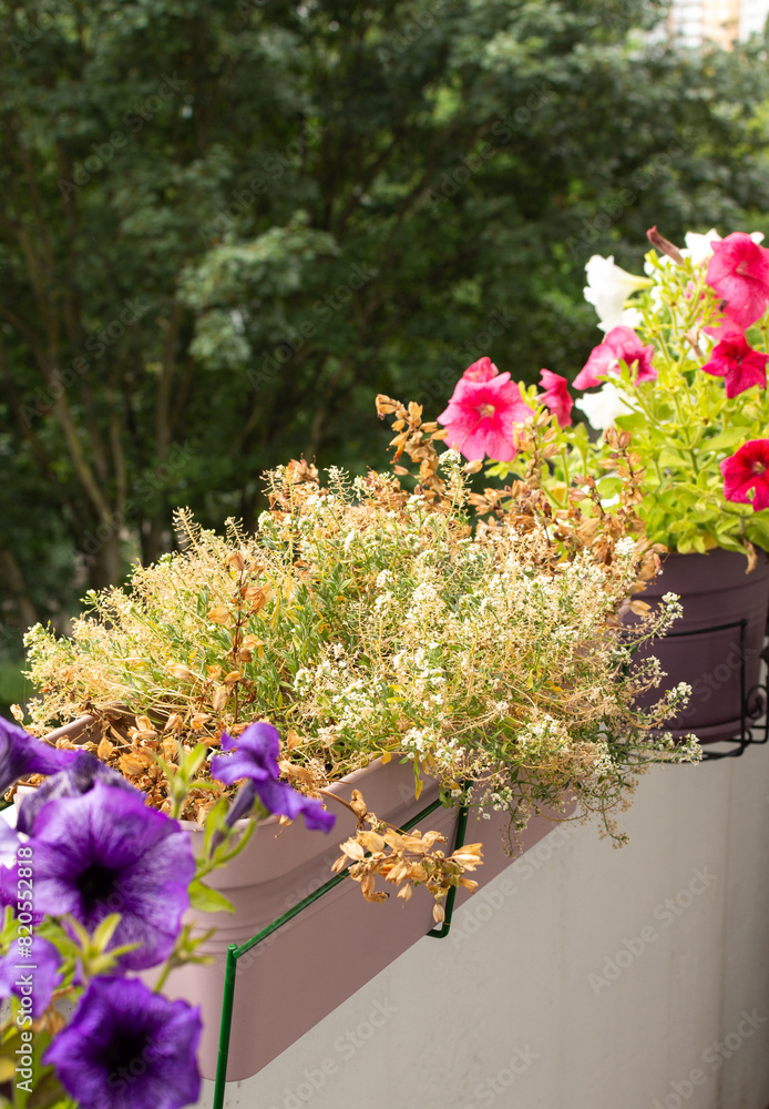 The process of withering summer flowers on a balcony or terrace, withered summer flowers in pots, the transition from summer to autumn The process of withering summer flowers on a balcony or terrace, withered summer flowers in pots, the transition from summer to autumn
