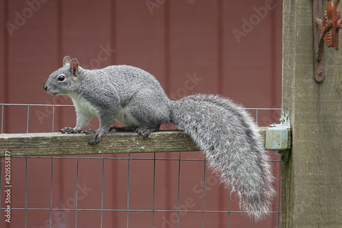 Closeup on a cute and fluffy Western Gray Squirrel, Sciurus griseus, climbing a fence in the garden, Coquille, Oregon photo