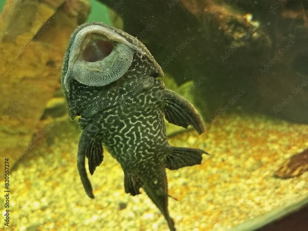 Obraz premium Suckermouth Catfish Fish in Fish Tank 