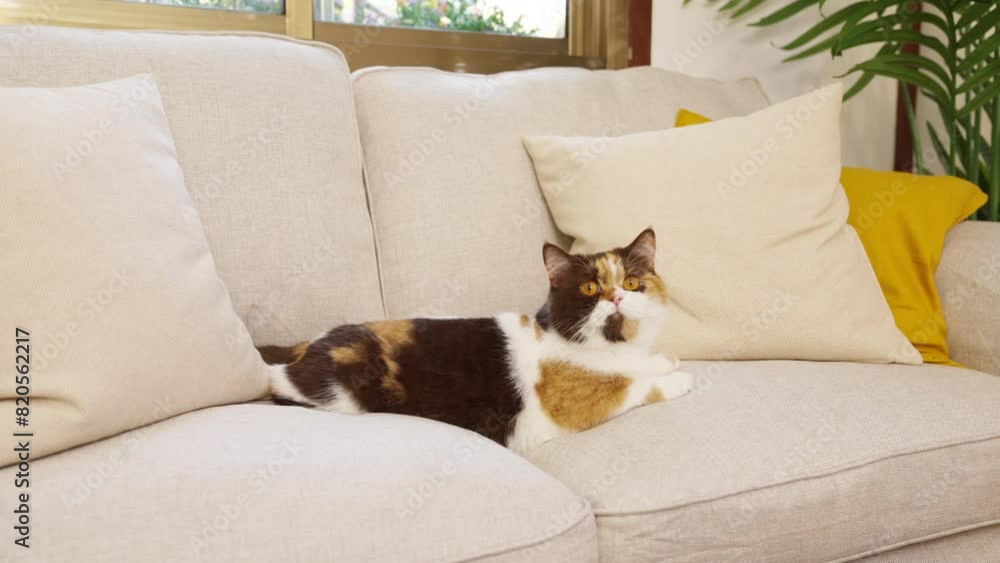 4K Cute female chocolate tortie white color British Shorthair breed