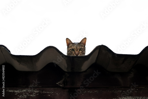 Adorable brown domestic cat staying on the roof and looking down at camera with white background.