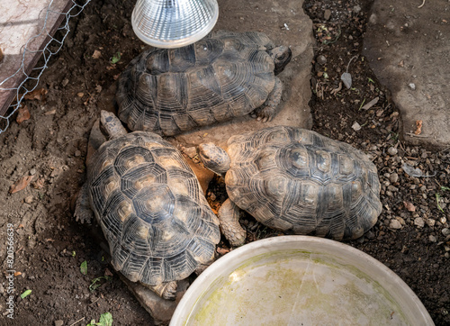 Turtle Testudo Marginata european landturtle family three turtles different size baby parents lined up closeup wildlife photo