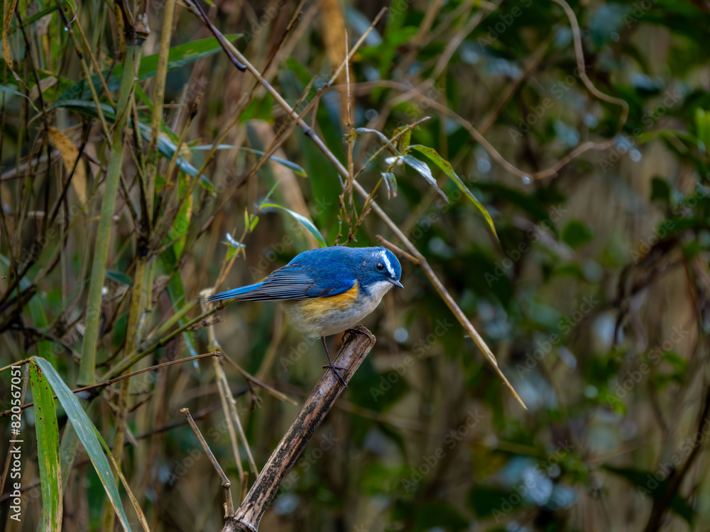 Obraz premium 森の中で枯れ木に留まってエサを探しているルリビタキの雄