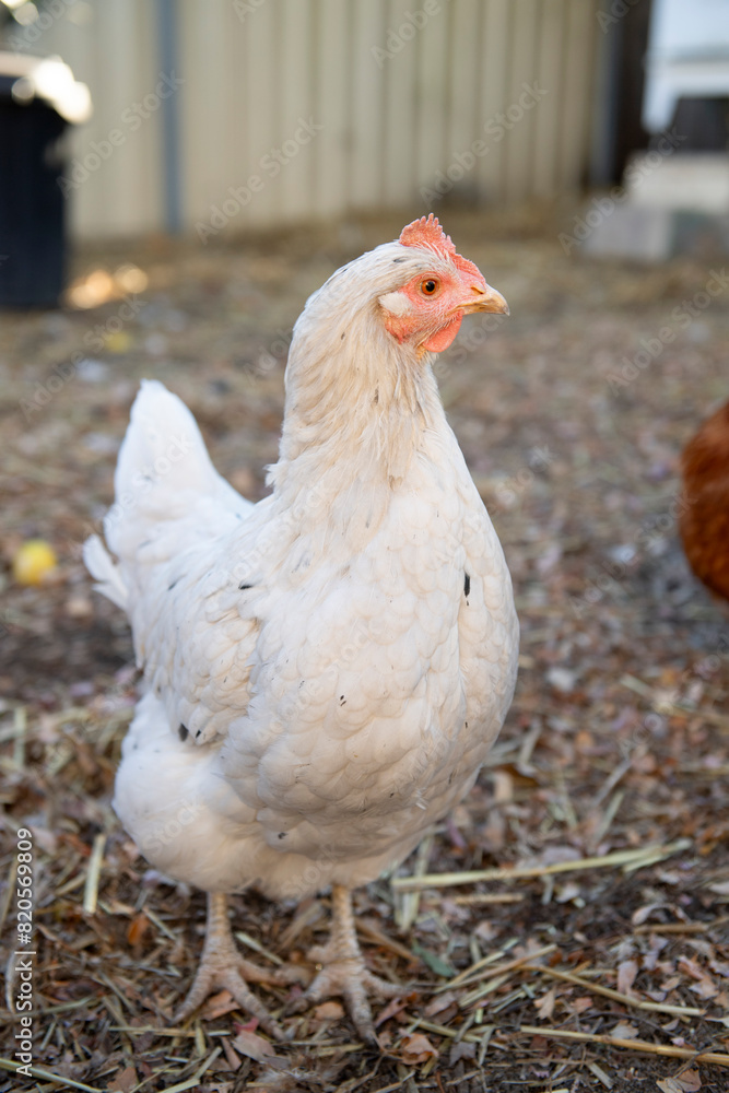Fototapeta premium White Chicken