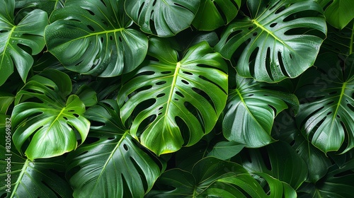 Modern illustration showing a seamless pattern of tropical exotic leaves on a white background