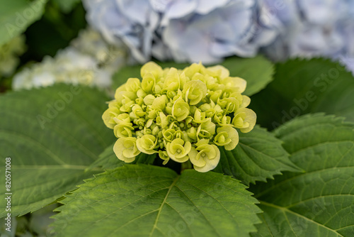 The hydrangeas are in full bloom