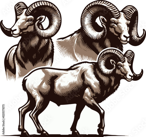 Bighorn sheep Black Vector art White Background Free Download