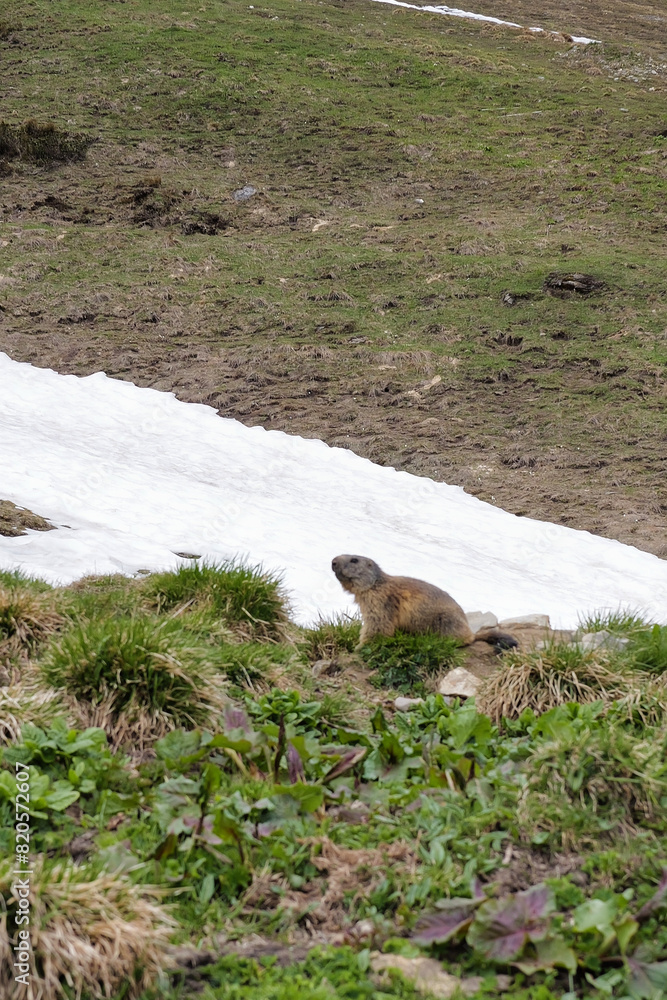 Naklejka premium Marmot on green meadow with snow