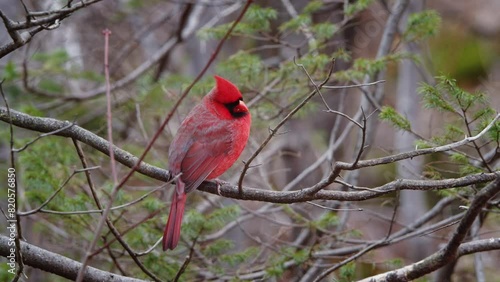 The northern cardinal, known colloquially as the redbird, common cardinal, red cardinal, or just cardinal photo
