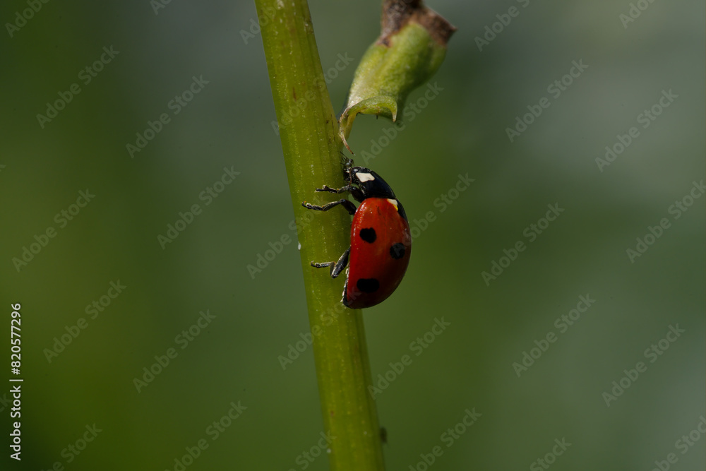 Fototapeta premium Ladybug eats an Aphid