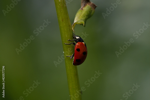 Ladybug eats an Aphid