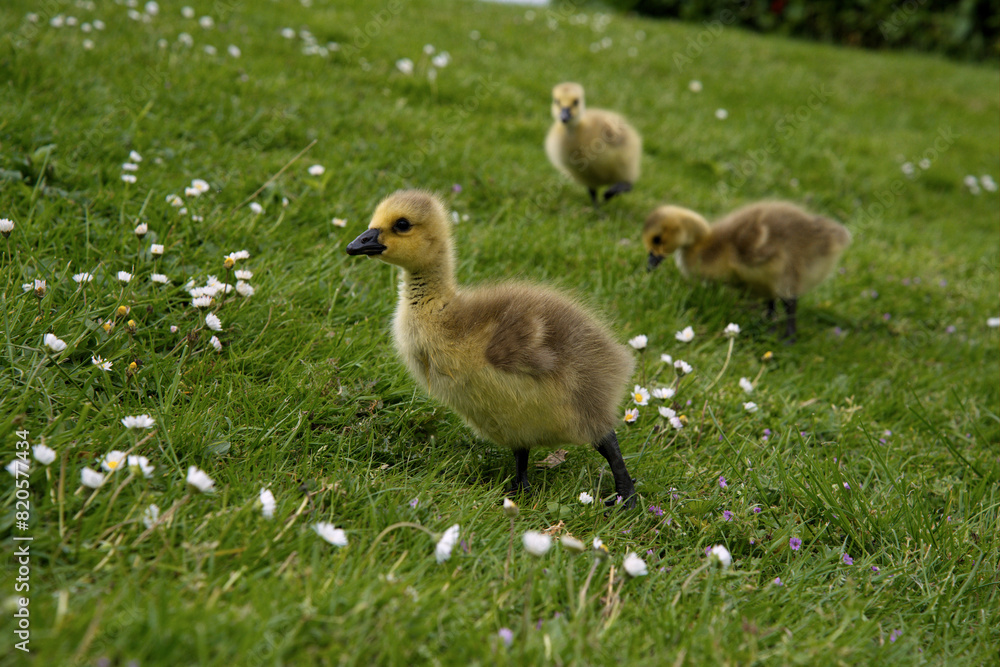 Canada goose chicks in the grass field Canada goose chicks in the grass field
