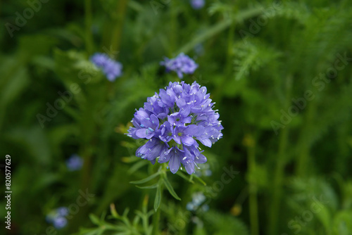 Blue-thimble-flower, or Bluehead gilia